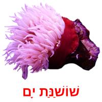 שׁוֹשַׁנַּת יָם card for translate