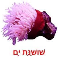 שׁוֹשַׁנַּת יָם Bildkarteikarten