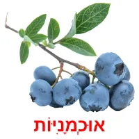 אוּכְמָנִיּוֹת ansichtkaarten