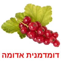 דומדמנית אדומה ansichtkaarten