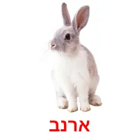 ארנב Bildkarteikarten