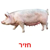 חזיר Bildkarteikarten