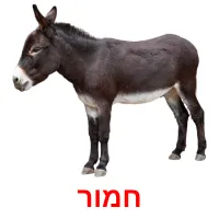 חמור Bildkarteikarten