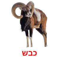 כבש card for translate