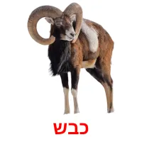 כבש Bildkarteikarten