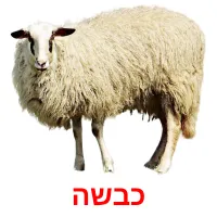 כבשה Bildkarteikarten