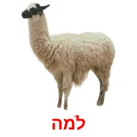 למה Bildkarteikarten