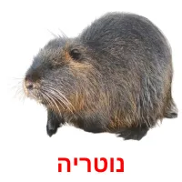 נוטריה Bildkarteikarten