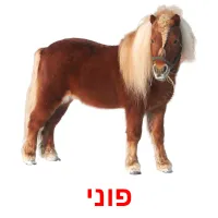 פוני Bildkarteikarten