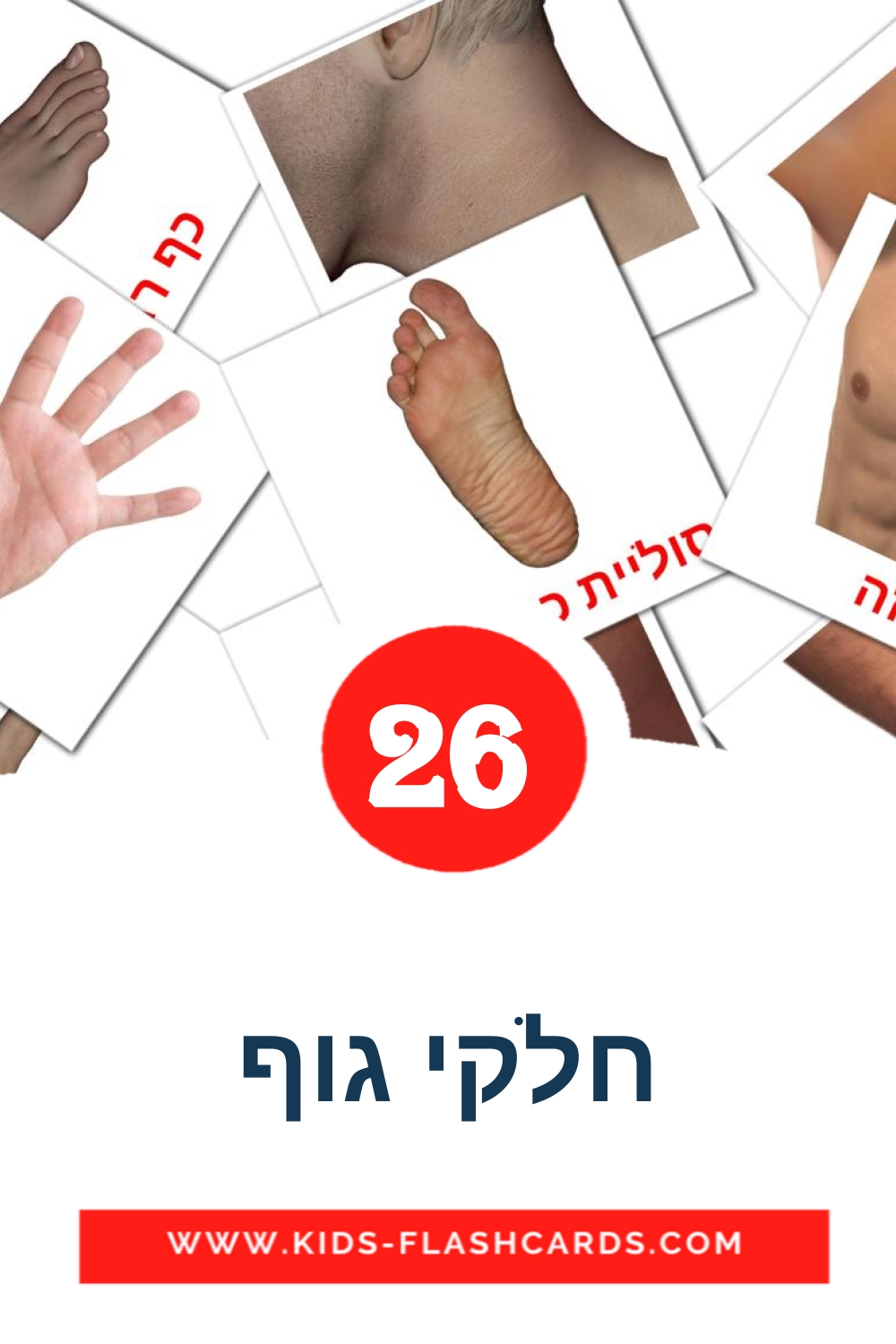 חלקי גוף на иврит для Детского Сада (26 карточек)