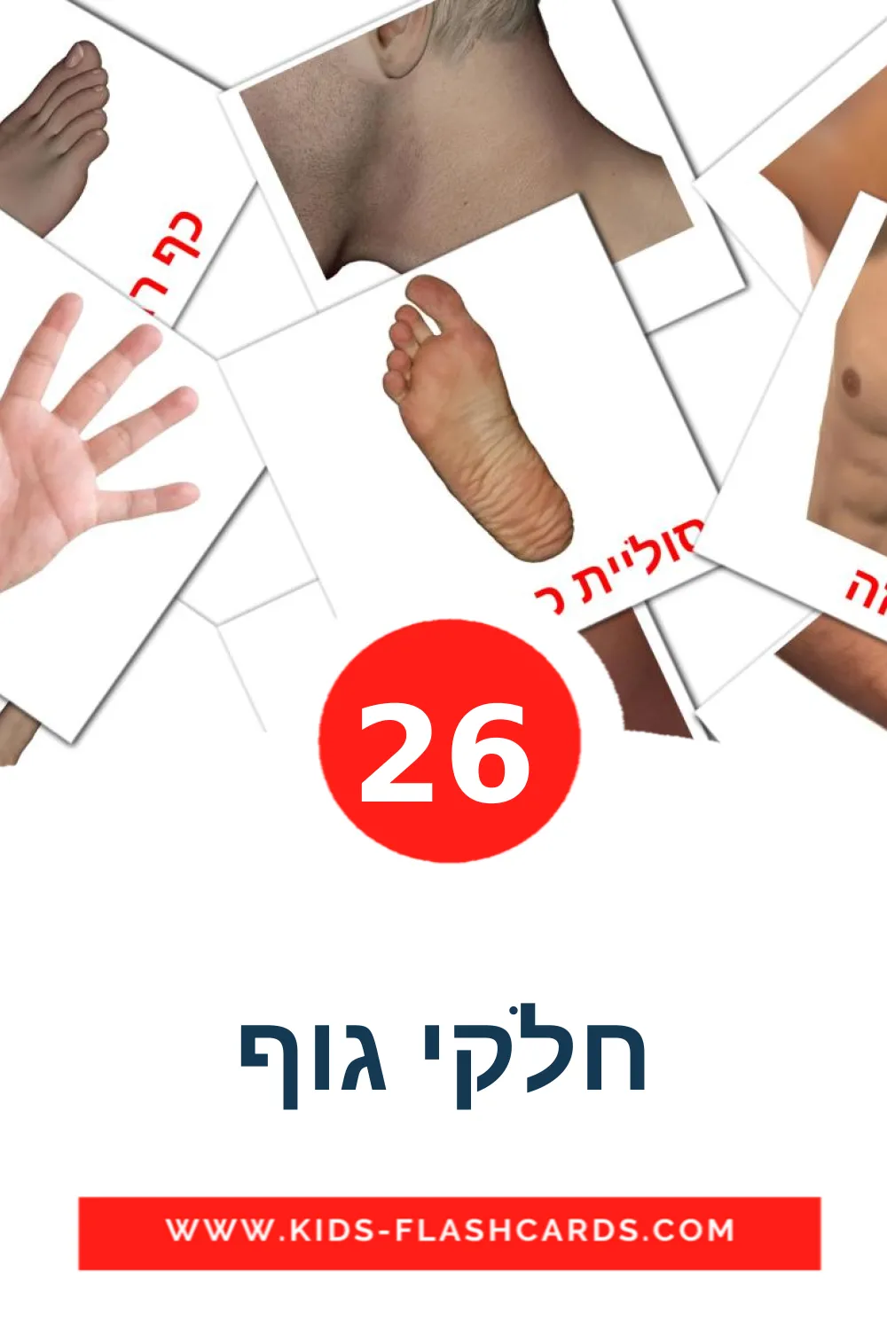 26 חלקי גוף fotokaarten voor kleuters in het hebreeuws