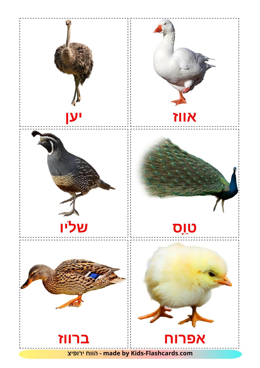 Les Oiseaux de Ferme - 11 Flashcards hébreu imprimables gratuitement