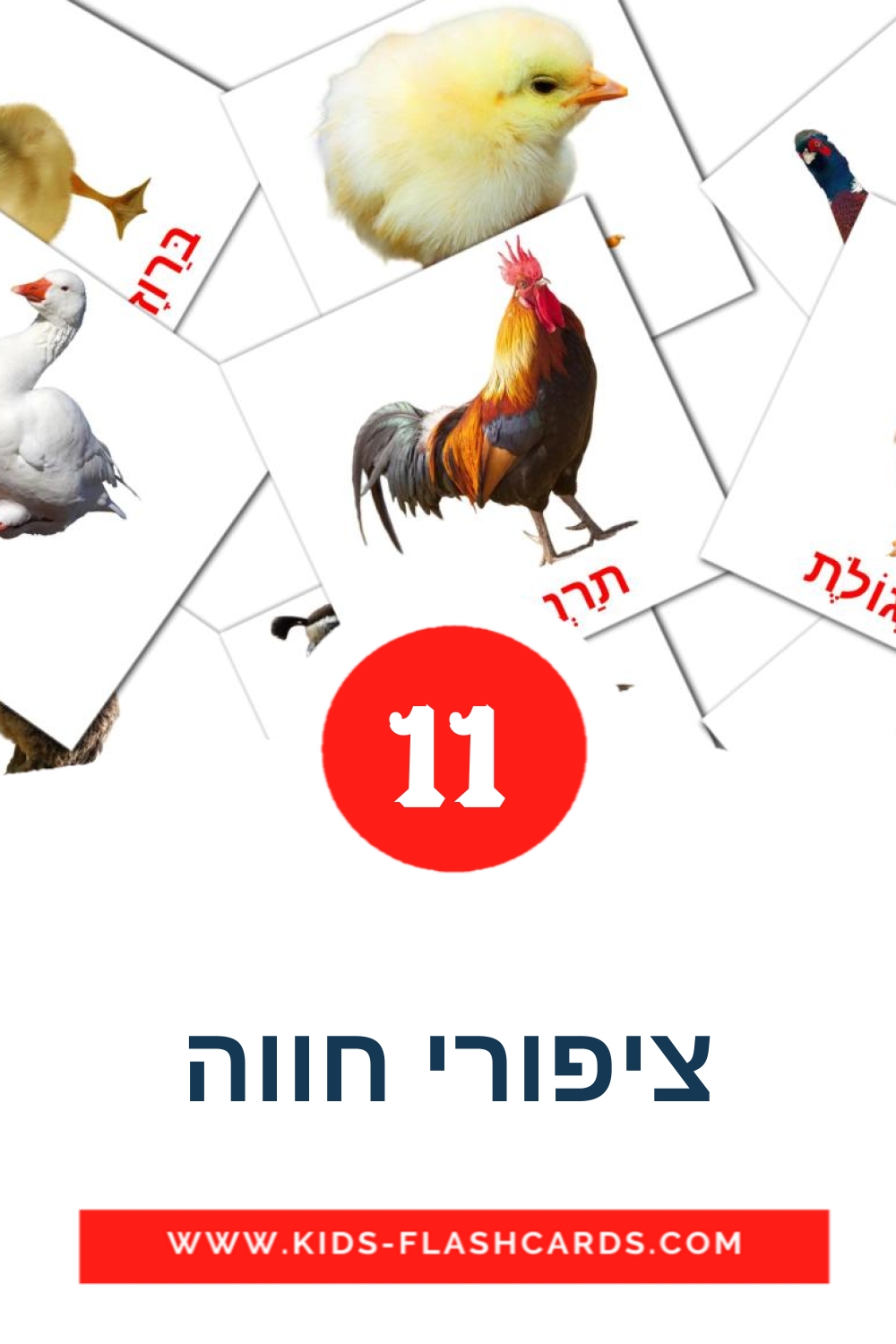 11 cartes illustrées de ציפורי חווה pour la maternelle en hébreu