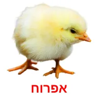 אפרוח ansichtkaarten