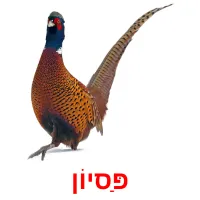 פַּסיוֹן ansichtkaarten