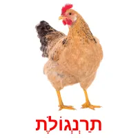 תַרְנְגוֹלֶת ansichtkaarten