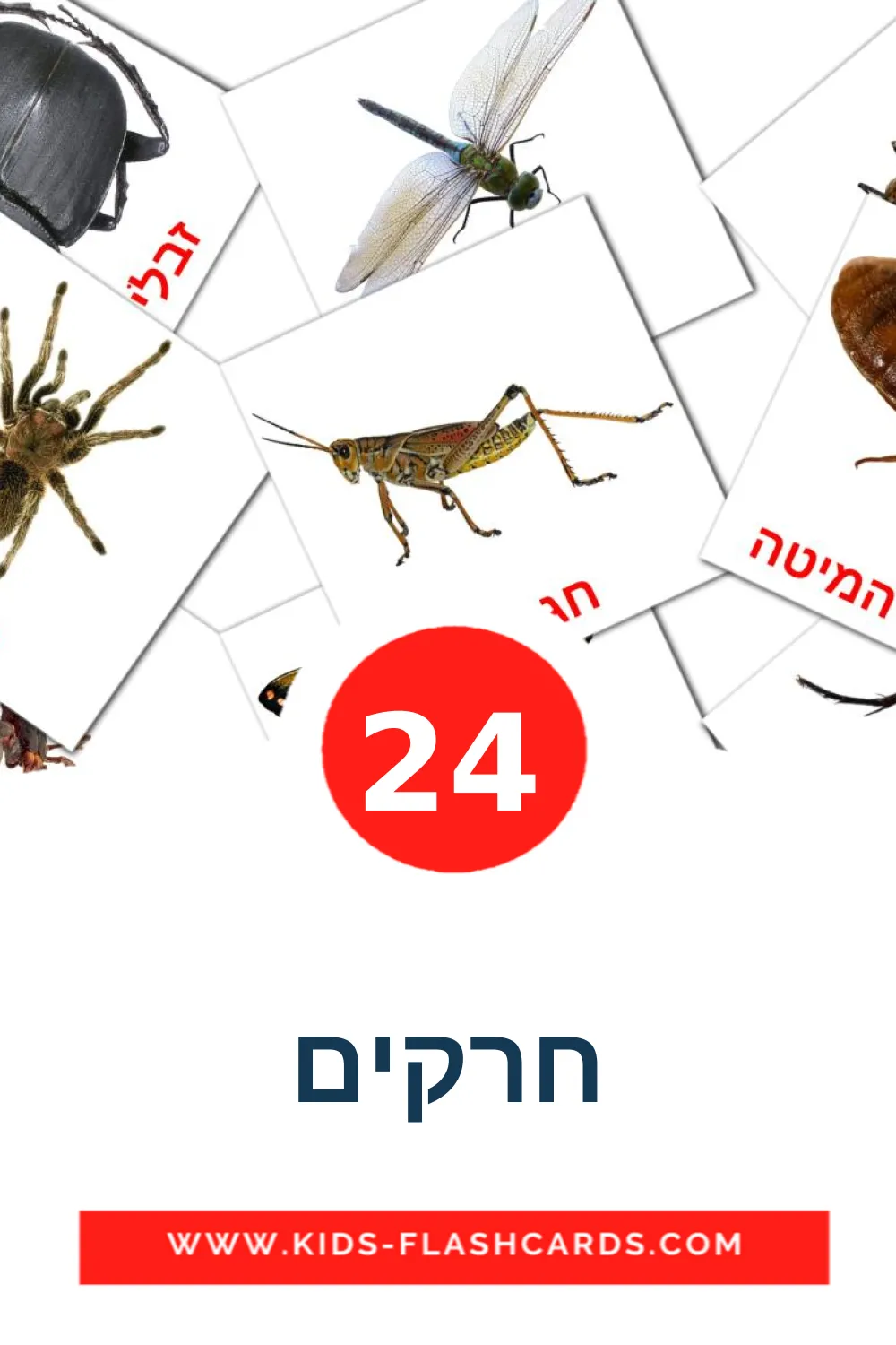 24 חרקים fotokaarten voor kleuters in het hebreeuws