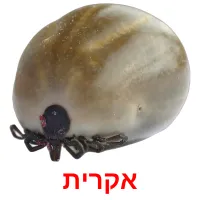 אקרית ansichtkaarten