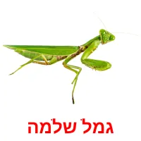 גמל שלמה ansichtkaarten