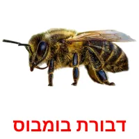 דבורת בומבוס ansichtkaarten