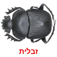 זבלית ansichtkaarten