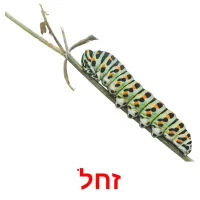 זחל ansichtkaarten