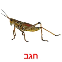 חגב ansichtkaarten