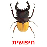 חיפושית ansichtkaarten