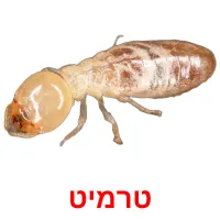 טרמיט ansichtkaarten