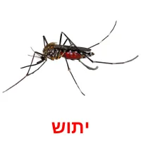 יתוש ansichtkaarten