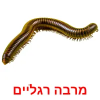 מרבה רגליים ansichtkaarten