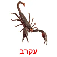 עקרב ansichtkaarten