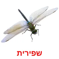 שפירית ansichtkaarten