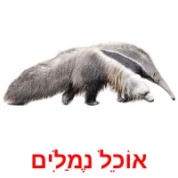 אוֹכֵל נֶמַלִים ansichtkaarten