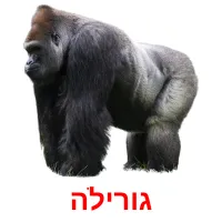 גורילה ansichtkaarten