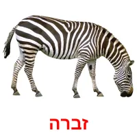 זברה ansichtkaarten