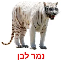 נמר לבן ansichtkaarten