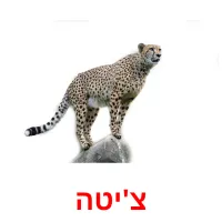 צ'יטה ansichtkaarten