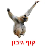 קוף גיבון ansichtkaarten