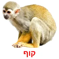 קוף ansichtkaarten