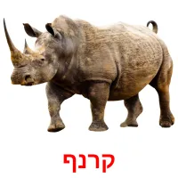 קרנף ansichtkaarten