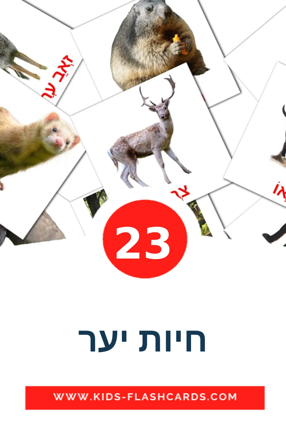 23 חיות יער Bildkarten für den Kindergarten auf Hebräisch