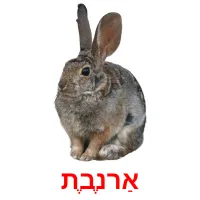 אַרנֶבֶת Bildkarteikarten