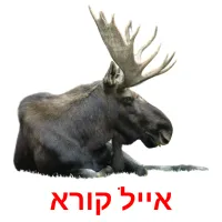 אייל קורא Bildkarteikarten