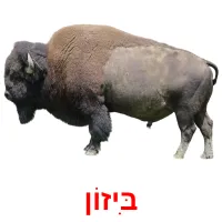 בִּיזוֹן Bildkarteikarten