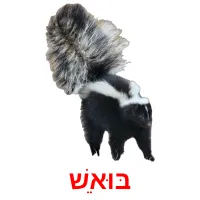 בּוּאֵשׁ Bildkarteikarten