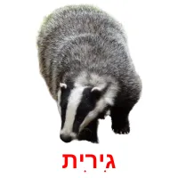 גִירִית Bildkarteikarten