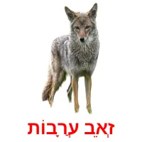 זְאֵב עֲרָבוֹת Bildkarteikarten