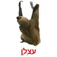 עַצְלָן Bildkarteikarten