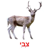 צְבִי Bildkarteikarten